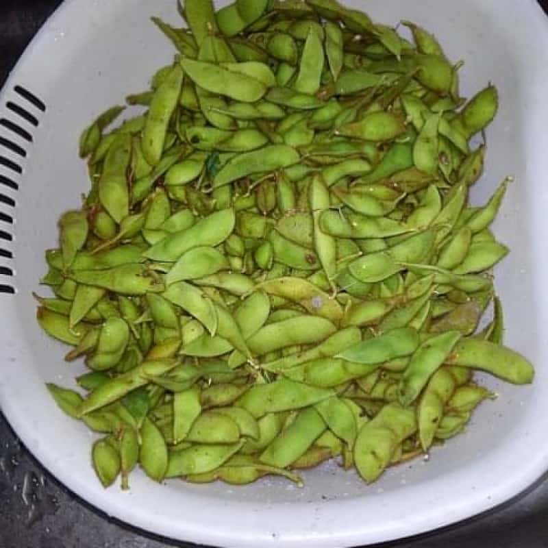 枝豆の種類は大きく3つ！品種の違いや選び方を解説