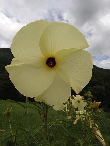 花オクラの下ごしらえ